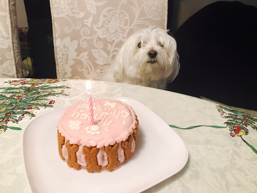 Pet Groomer «Woof Gang Bakery & Grooming Bridgewater», reviews and photos, 732 US-202 #130, Bridgewater, NJ 08807, USA