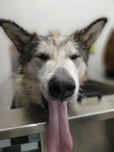 Pet Supply Store «Unleashed by Petco», reviews and photos, 432 Westlake Center, Daly City, CA 94015, USA