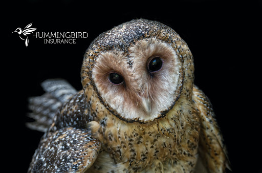 Insurance Agency «Hummingbird Insurance ♡», reviews and photos