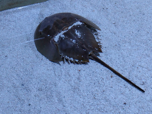 Aquarium «North Carolina Aquarium at Pine Knoll Shores», reviews and photos, 1 Roosevelt Blvd, Pine Knoll Shores, NC 28512, USA