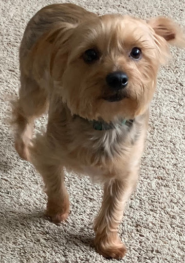 Pet Supply Store «EarthWise Pet Supply», reviews and photos, 3300 Hamilton Mill Rd #103, Buford, GA 30519, USA