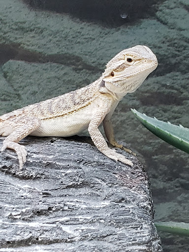 Pet Supply Store «Petco Animal Supplies», reviews and photos, 1401 E Spring Valley Rd, Richardson, TX 75081, USA