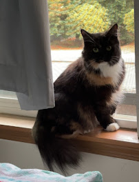 Feline Friends - Photo 4 - Car repair in Olympia, WA, Olympia