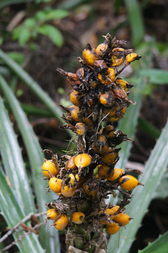 Religious Organization «Cassadaga Spiritualist Camp», reviews and photos