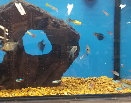 Pet Supply Store «Petco Animal Supplies», reviews and photos, 1100 Middle Country Rd, Selden, NY 11784, USA