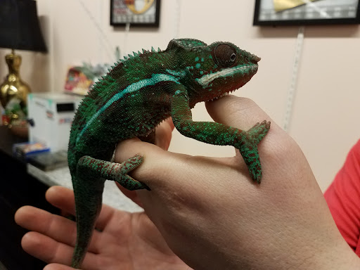 Pet Store «Movie Vault & PETropoliS live», reviews and photos, 1296 Anderson City Rd, Lawrenceburg, KY 40342, USA