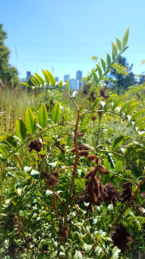 Park «Fishback Park», reviews and photos, 818 Water St, Denver, CO 80211, USA