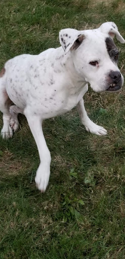 Pet Supply Store «Pet Supplies Plus», reviews and photos, 22124 Ecorse Rd, Taylor, MI 48180, USA