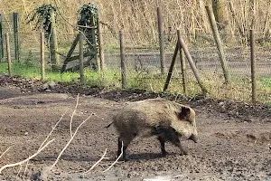 Wildschweingehege image