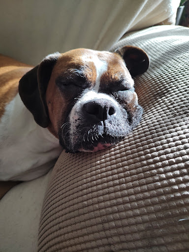 Bear Swamp Veterinary Services image