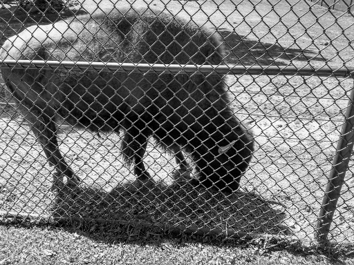 Zoo «Lords Park Zoo», reviews and photos, 325 Hiawatha Dr, Elgin, IL 60120, USA