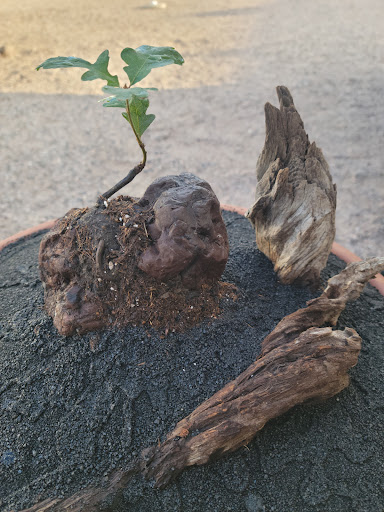 Pet Supply Store «Petco Animal Supplies», reviews and photos, 3320 Stockton Hill Rd, Kingman, AZ 86409, USA