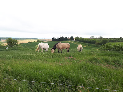 Chevaux au Vent à Fonters-du-Razès