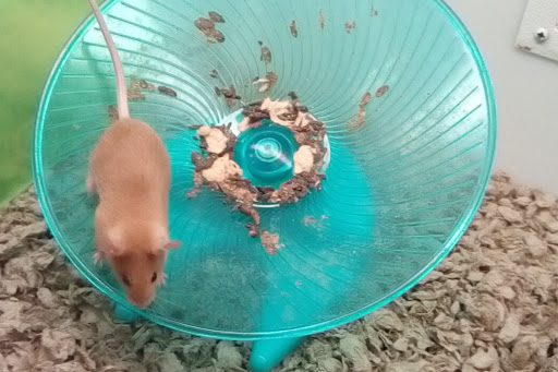 Pet Supply Store «Petco Animal Supplies», reviews and photos, 1401 E Spring Valley Rd, Richardson, TX 75081, USA