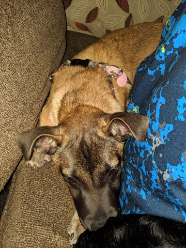 Pet Supply Store «Petco Animal Supplies», reviews and photos, 825 Hartford Turnpike, Waterford, CT 06385, USA