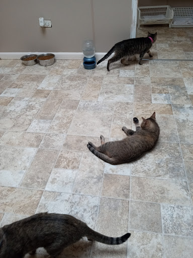 Animal Protection Organization «Humane Society of Dallas County/Dog and Kitty City», reviews and photos