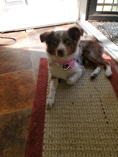 The Plush Puppy Pet Salon