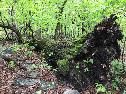 Nature Preserve «Eidolon Nature Preserve», reviews and photos, 2146 Orleans Rd, Great Cacapon, WV 25422, USA