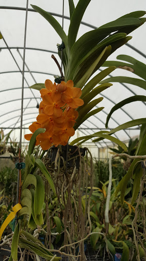 Florist «Dr Delphinium Flower & Orchid House», reviews and photos, 513 W Campbell Rd, Richardson, TX 75080, USA