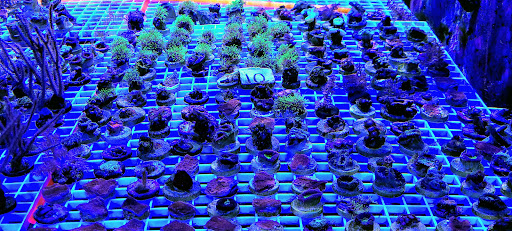 Tropical Fish Store «Aquarium Care Center», reviews and photos, 1105 NJ-35, Ocean Township, NJ 07712, USA