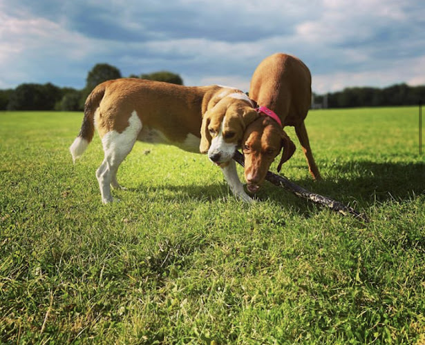 Reviews of Roaming With Rollo in Manchester - Dog trainer