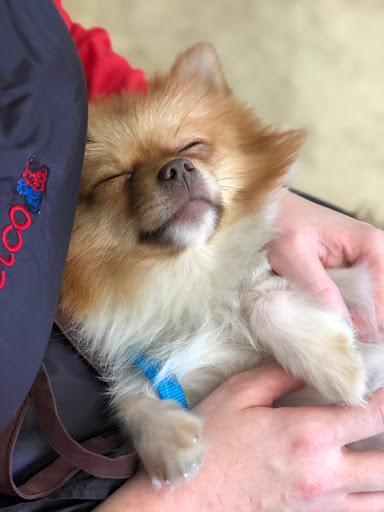 Pet Supply Store «Petco Animal Supplies», reviews and photos, 7400 Rivers Ave z, North Charleston, SC 29406, USA