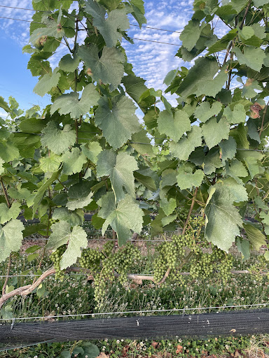 Winery «Beneduce Vineyards», reviews and photos, 1 Jeremiah Ln, Pittstown, NJ 08867, USA