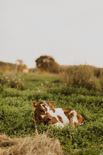 Butcher Shop «Western Daughters Butcher Shoppe», reviews and photos, 3326 Tejon St, Denver, CO 80211, USA