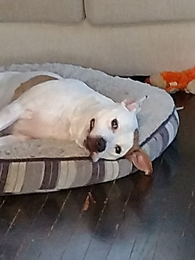 Pet Supply Store «PetSmart», reviews and photos, 2347 N Telegraph Rd, Monroe, MI 48162, USA