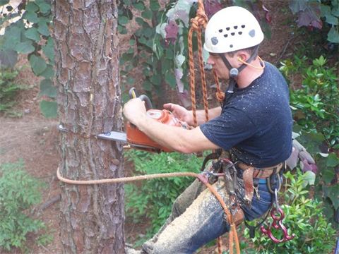 Sharper Edge Tree Care