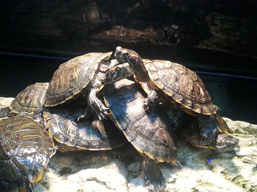 Pet Supply Store «Petco Animal Supplies», reviews and photos, 1401 E Spring Valley Rd, Richardson, TX 75081, USA