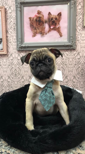 Pet Store «Furry Babies Inc», reviews and photos, 3340 Mall Loop Dr, Joliet, IL 60431, USA