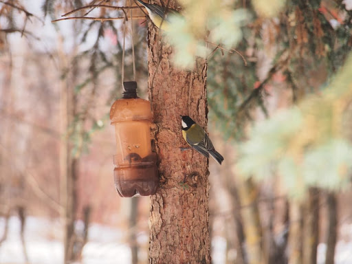 Whiskers N Wiggles Pet Feeders