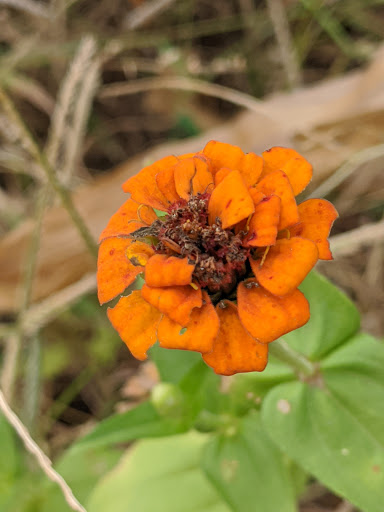 Tourist Attraction «Lucky Ladd Farms», reviews and photos, 4374 Rocky Glade Rd, Eagleville, TN 37060, USA