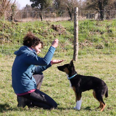 Dog'N Play à Saint-Sauveur-la-Pommeraye