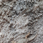 Photo n°4 de l'avis de Adele.i fait le 09/06/2023 à 17:51 sur le  Hotel Altura à Altura