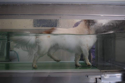 Animal Physiotherapy Susanne Hoffmann unter Lünen, Nordrhein-Westfalen