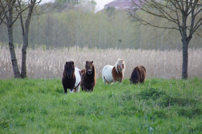 Poney Club Pirouette à Les Repôts