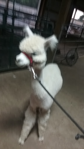 Livestock Breeder «Alpacas at Marquam Hill Ranch», reviews and photos, 35835 OR-213, Molalla, OR 97038, USA