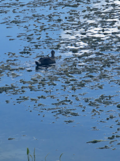 Golf Club «Chi Chi Rodriguez Golf Club», reviews and photos, 3030 N McMullen Booth Rd, Clearwater, FL 33761, USA