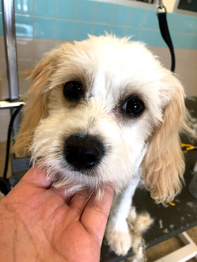 Pet Supply Store «Petco Animal Supplies», reviews and photos, 7400 Rivers Ave z, North Charleston, SC 29406, USA