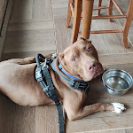 Photo n°1 de l'avis de Stefano. fait le 25/07/2021 à 15:37 sur le  Il ConteDino à Monteroni d'Arbia