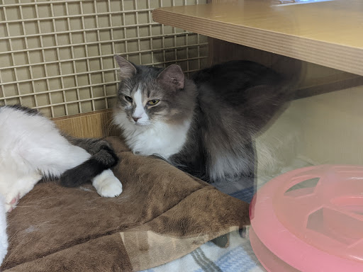 Pet Supply Store «Petco Animal Supplies», reviews and photos, 420 Harry L Dr #2, Johnson City, NY 13790, USA