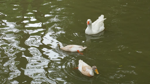 Zoo «Gators and Friends», reviews and photos, 11441 US-80, Greenwood, LA 71033, USA