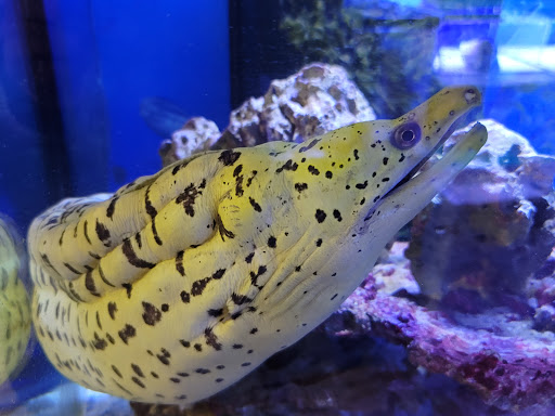 Pet Store «Moby Dick Pet Store Inc», reviews and photos, 3700 Sashabaw Rd, Waterford Twp, MI 48329, USA