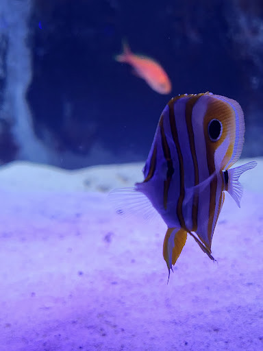 Tropical Fish Store «Best Fish», reviews and photos, 1335 N Doctor M.L.K. Dr, Milwaukee, WI 53212, USA