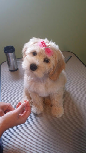 Dog Trainer «Mad 4 My Dog», reviews and photos, 702 E Temperance St, Ellettsville, IN 47429, USA