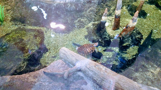 Science Museum «Orlando Science Center», reviews and photos, 777 E Princeton St, Orlando, FL 32803, USA