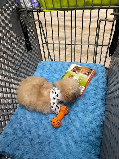 Pet Supply Store «Petland Dallas», reviews and photos, 11909 Preston Rd, Dallas, TX 75230, USA