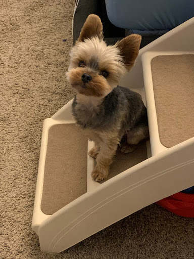 Pet Supply Store «PetSmart», reviews and photos, 2477 Naglee Rd, Tracy, CA 95304, USA